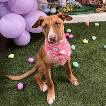 Retriever Dogs Available for Adoption - Emerald | PetCurious