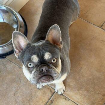 Gracie Purple Rain -  French Bulldog Dog Available for Adoption in Lathrop, California - Gracie Purple Rain | PetCurious