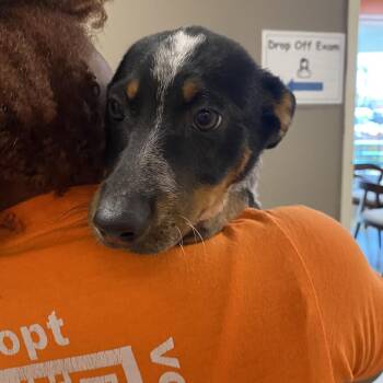 5 -  Australian Cattle Dog Blue Heeler Dog for Adoption in Westminster, California - 5 | PetCurious