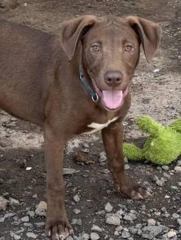 Labrador Retriever Dogs Available for Adoption in Watertown, Connecticut - Wally | PetCurious