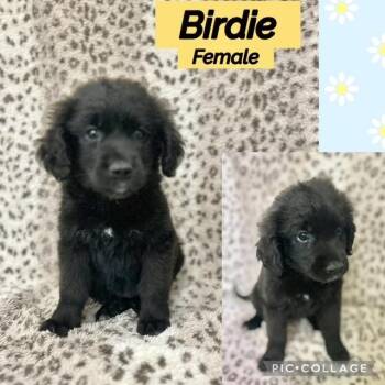 Birdie -  Labradoodle Dog for Adoption in Manchester, Connecticut - Birdie | PetCurious