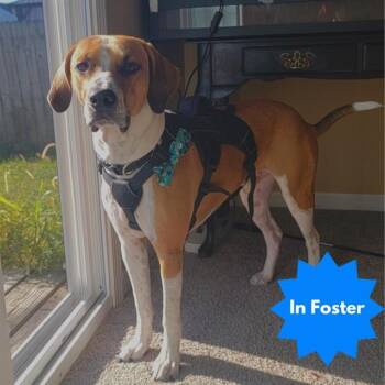 Rescue Foxhound and Mixed Breed Dogs for Adoption in Indianapolis, Indiana - PATRICK | PetCurious