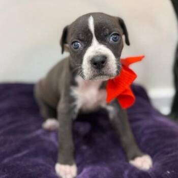 Hound and Pit Bull Terrier Dogs Available for Adoption - Mimi Love | PetCurious