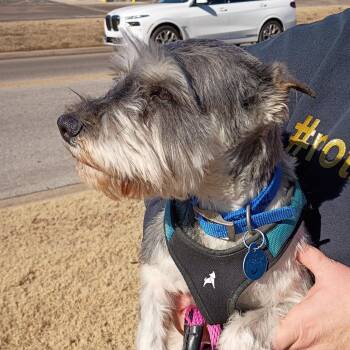 Miniature Schnauzer Dogs Available for Adoption - Winston | PetCurious