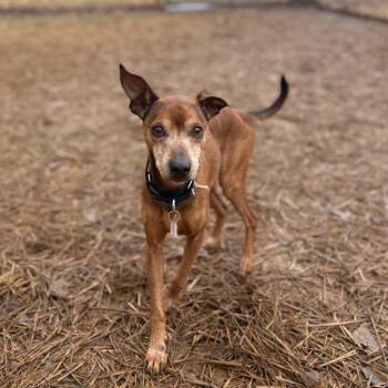 Mixed Breed Dogs Available for Adoption - Leo | PetCurious