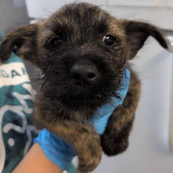 Indie -  Cairn Terrier and Chihuahua Dog for Adoption in Hattiesburg, Mississippi - Indie | PetCurious