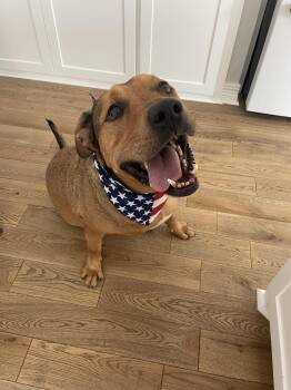 Rescue American Staffordshire Terrier Dogs for Adoption in Spring, Texas - Lester | PetCurious
