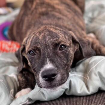 Paw Patrol Pup - Marshall -  Shepherd and Terrier Dog for Adoption in San Diego, California - Paw Patrol Pup - Marshall | PetCurious