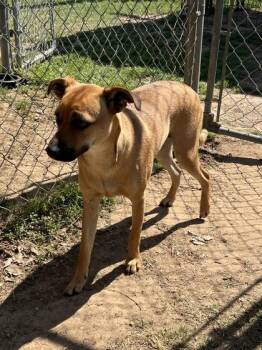 Mixed Breed Dogs Available for Adoption in Houston, Texas - Barbara | PetCurious