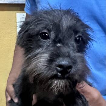 Poppi - Local October 9-11 -  Schnauzer Dog for Adoption in Brookshire, Texas - Poppi - Local October 9-11 | PetCurious
