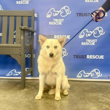 Shiba Inu and Mixed Breed Dogs Available for Adoption - KIBBI | PetCurious