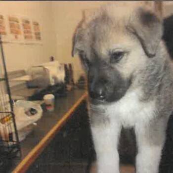Sweeney A2278769 -  German Shepherd Dog Dog for Adoption in Los Angeles, California - Sweeney A2278769 | PetCurious