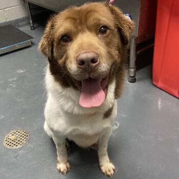 Luca -  Mixed Breed Dog for Adoption in Allentown, Pennsylvania - Luca | PetCurious
