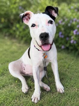 Daisy -  American Staffordshire Terrier Dog for Adoption in Meeker, Oklahoma - Daisy | PetCurious