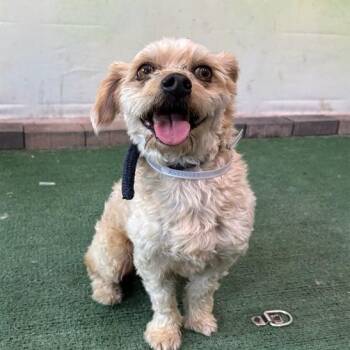 Terrier and Mixed Breed Dogs Available for Adoption in Long Beach, California - Loki | PetCurious