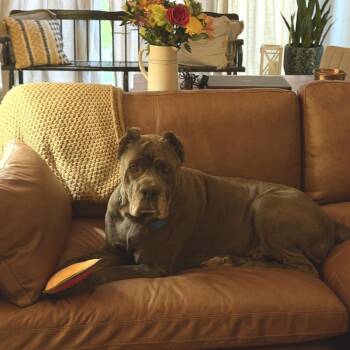 Big Daddy -  Cane Corso Dog for Adoption in Helena, Alabama - Big Daddy | PetCurious