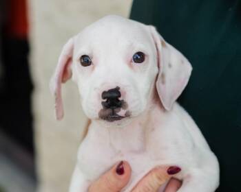 Inkblot -  Hound and American Staffordshire Terrier Dog for Adoption in Mont Belvieu, Texas - Inkblot | PetCurious