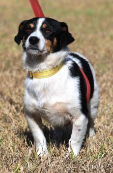 Rescue Terrier Dogs for Adoption in North Fort Myers, Florida - Dexter (Medical Hold H/W Treatment) | PetCurious