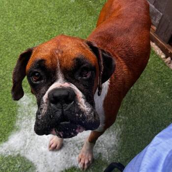 Kobe 3505 -  Boxer Dog for Adoption in Loxahatchee Groves, Florida - Kobe 3505 | PetCurious