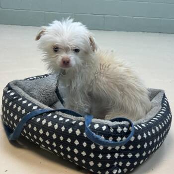 Boo Boo -  Mixed Breed Dog for Adoption in State College, Pennsylvania - Boo Boo | PetCurious