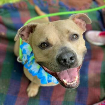 Rescue Pit Bull Terrier Dogs for Adoption in Wichita, Kansas - Cody | PetCurious