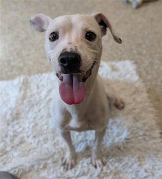 CASPER -  Parson Russell Terrier and Chihuahua Dog for Adoption in Clyde, North Carolina - CASPER | PetCurious