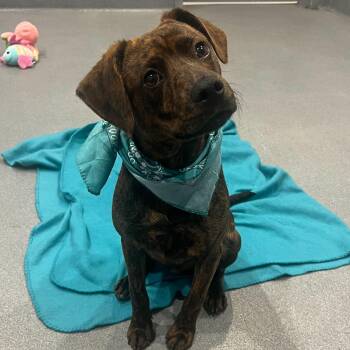 Mixed Breed Dogs Available for Adoption in Canal Winchester, Ohio - Aladdin | PetCurious
