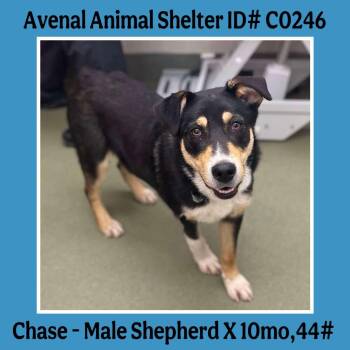 Rescue Shepherd Dogs for Adoption in Avenal, California - Chase | PetCurious