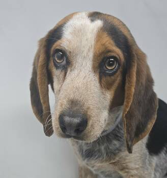 Beagle Dogs Available for Adoption - Albert The Great | PetCurious