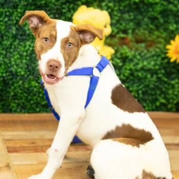 Rescue Hound and Mixed Breed Dogs for Adoption in East St. Louis, Illinois - Kalina | PetCurious