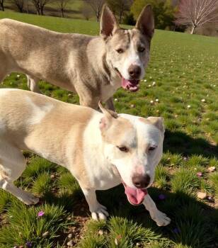 Husky Dogs Available for Adoption - Bass & Tenor  | PetCurious