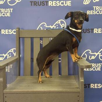 LILABET -  Dachshund and Mixed Breed Dog for Adoption in Waterford, New Jersey - LILABET | PetCurious