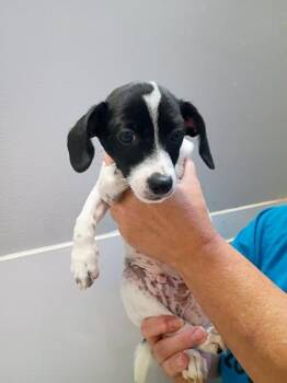 Panda -  Chihuahua and Mixed Breed Dog for Adoption in Beatrice, Nebraska - Panda | PetCurious