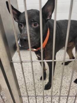 Judd -  Mixed Breed Dog for Adoption in Atlanta, Georgia - Judd | PetCurious