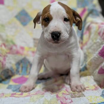 Shamrock -  Mixed Breed Dog for Adoption in Dekalb, Illinois - Shamrock | PetCurious