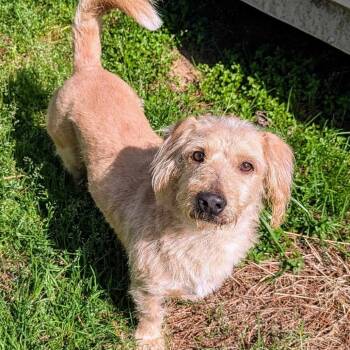 Rescue Dachshund and Mixed Breed Dogs for Adoption in Houston, Texas - Jacob Miller | PetCurious