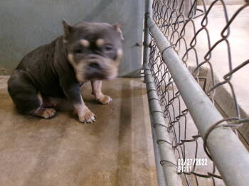 Rescue American Bulldog Dogs for Adoption in Clovis, New Mexico - Lowla * | PetCurious