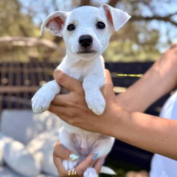 Cream Cheese -  Fox Terrier Dog for Adoption in San Diego, California - Cream Cheese | PetCurious