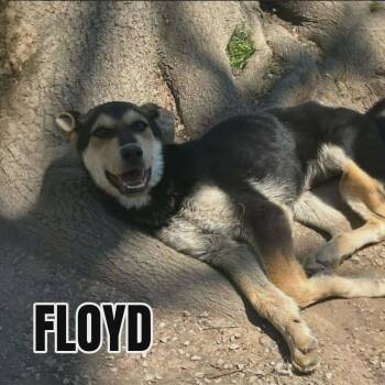 Husky and Shepherd Dogs Available for Adoption in Westwood, New Jersey - Floyd | PetCurious