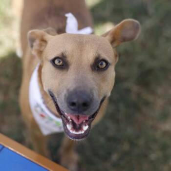 SELENE -  Black Mouth Cur Dog for Adoption in San Antonio, Texas - SELENE | PetCurious