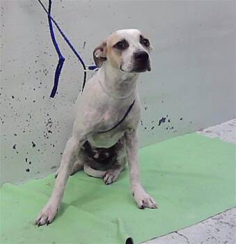 LILLY -  Labrador Retriever and Mixed Breed Dog for Adoption in Houston, Texas - LILLY | PetCurious