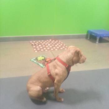 Shade (Crouton) -  American Staffordshire Terrier Dog for Adoption in Ferndale, Michigan - Shade (Crouton) | PetCurious