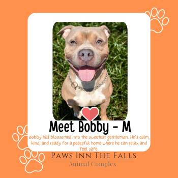 Bobby -  Pit Bull Terrier Dog for Adoption in Niagara Falls, New York - Bobby | PetCurious