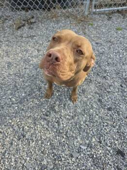 Frieda -  Terrier Dog for Adoption in Lock Haven, Pennsylvania - Frieda | PetCurious