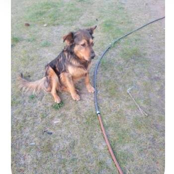 Kacey -  German Shepherd Dog and Mixed Breed Dog for Adoption in Tacoma, Washington - Kacey | PetCurious