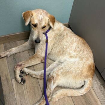 Peaches D46291 -  Great Pyrenees and Cattle Dog Dog for Adoption in Corsicana, Texas - Peaches D46291 | PetCurious
