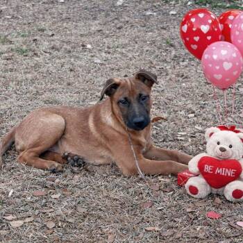 Belgian Shepherd Malinois Dogs Available for Adoption - ODIN | PetCurious