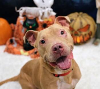 Crouton -  Mixed Breed Dog for Adoption in Hamilton, Ohio - Crouton | PetCurious