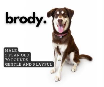 Brody -  Mixed Breed Dog for Adoption in Ashland, Kentucky - Brody | PetCurious