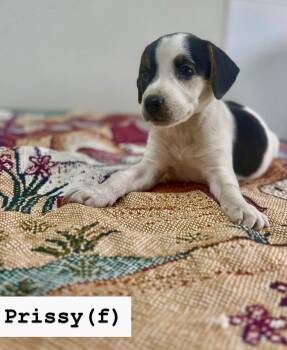 Black Labrador Retriever Dogs Available for Adoption - Prissy  | PetCurious